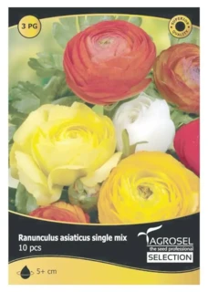 Ranunculus Single Mix