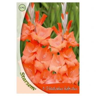 Gladiole Orange